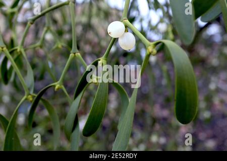 Viscum Album Mistletoe – weiße Beeren und geflügelte Blattpaare, Januar, England, UK Stockfoto