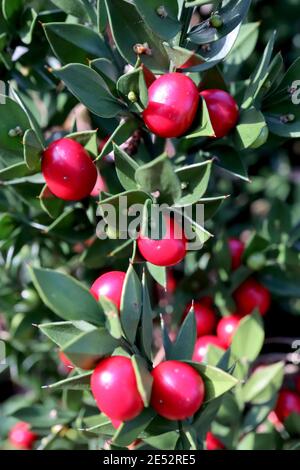 Ruscus aculeatus Butcher’s Besen – dunkelgrüne, rückenbestückte Blätter und rote Beeren, Januar, England, Großbritannien Stockfoto