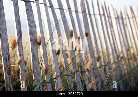 Pflanzen wachsen in den Dünen von Sables-d'Or-les-Pins Stockfoto