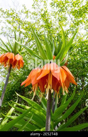 Fritillaria Imperialis. Dieses Frühjahr blühende mehrjährige hat ein scharf Stinktier wie Geruch. Auch bekannt als Krone Imperialis. Stockfoto