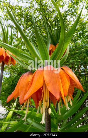 Fritillaria Imperialis. Dieses Frühjahr blühende mehrjährige hat ein scharf Stinktier wie Geruch. Auch bekannt als Krone Imperialis. Stockfoto