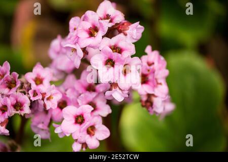 Die Blüten der Bergenia crassifolia, oder badan, aus Sibirien und der Mongolei, wo die Rhizome für Tee und medizinische Zwecke verwendet werden. Stockfoto