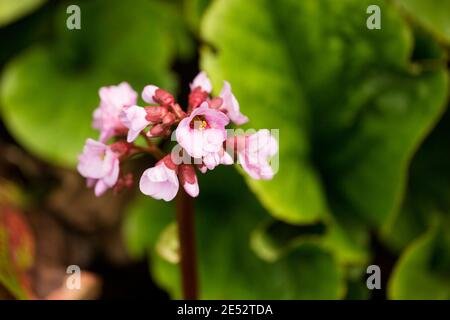 Die Blüten der Bergenia crassifolia, oder badan, aus Sibirien und der Mongolei, wo die Rhizome für Tee und medizinische Zwecke verwendet werden. Stockfoto