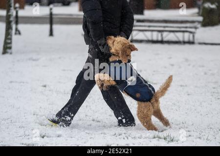 Mann mit seinem Hund im Schnee. Hund springt auf das Bein des Besitzers und bekommt seinen Hals zerkratzt. Stockfoto