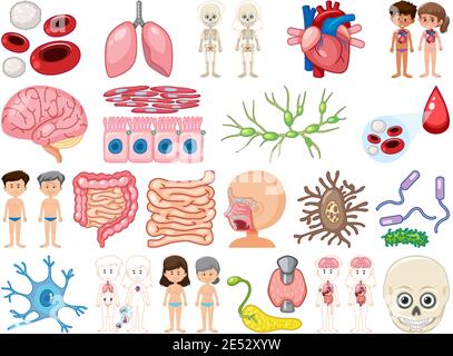 Satz von menschlichen inneren Organen isoliert auf weißem Hintergrund Illustration Stock Vektor