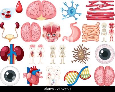 Satz von menschlichen inneren Organen isoliert auf weißem Hintergrund Illustration Stock Vektor