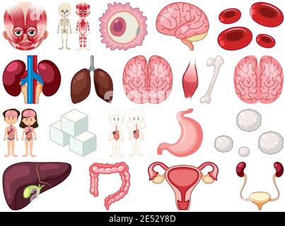 Satz von menschlichen inneren Organen isoliert auf weißem Hintergrund Illustration Stock Vektor