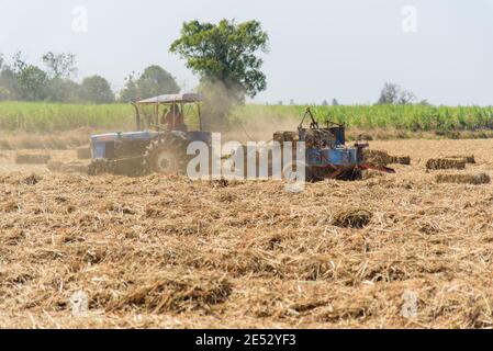 Zuckerrohrblatt komprimieren von Traktor in altem Zuckerrohrfeld Stockfoto