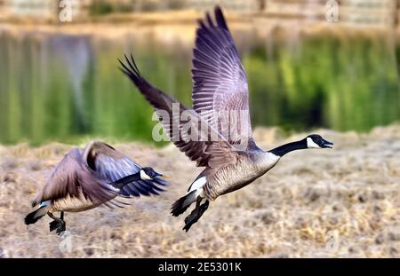 Zwei Kanadagänse 'Branta canadensis', die von einem Seeufer im ländlichen Alberta Kanada aus fliegen Stockfoto