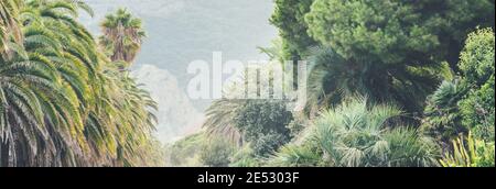 Spitze der riesigen grünen Palmen auf Fußgängerzone in der Küste, Adriaküste, Italien. Tropische Landschaft Stockfoto
