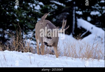 Ein männliches Maultier, das sich im frischen Schnee im ländlichen Alberta Kanada von getrockneter Vegetation ernährt. Stockfoto