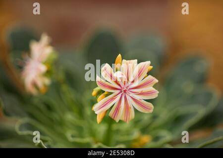 Lewisia cotyledon, bekannt als Siskiyou lewisia oder Cliff Maids, eine blühende Pflanze in der Familie Montiaceae aus dem südlichen Oregon und Nordkalifornien. Stockfoto