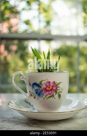 Kleine Sukulente, die in einer Teetassen mit Blumenmuster wachsen. Stockfoto
