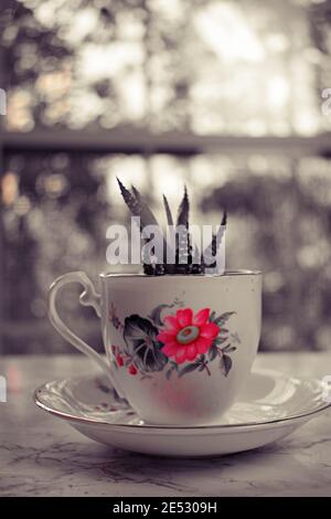 Kleine Sukulente, die in einer Teetassen mit Blumenmuster wachsen. Stockfoto