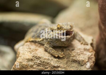 Der zentrale bärtige Drache (Pogona vitticeps), auch bekannt als bärtiger Drache im Landesinneren, stammt aus Australien. Stockfoto