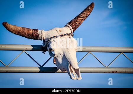 Bull Skull Hangin am Zaun in Colorado Stockfoto