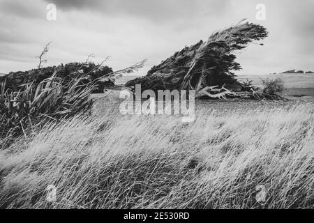 Gruppe von Macrocarpa-Bäumen, die im Wind in Southland Field, Neuseeland, gebogen sind Stockfoto