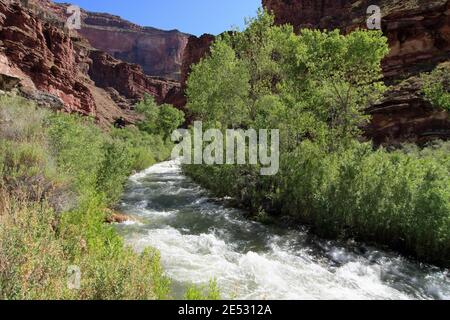 Tapeats Creek im schweren Sommerfluss am Upper Tapeats Campground im Grand Canyon National Park, Arizona. Stockfoto