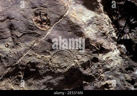 FOSSILIEN (ARCHAEOCYATHIDS, KAMBRIUM, 500 MILLIONEN JAHRE AG0, AUSGESTORBENE SCHWÄMMERGRUPPE) BRACHINA SCHLUCHT IM FLINDERS RANGES NP, SOUTH AUSTRALIA Stockfoto