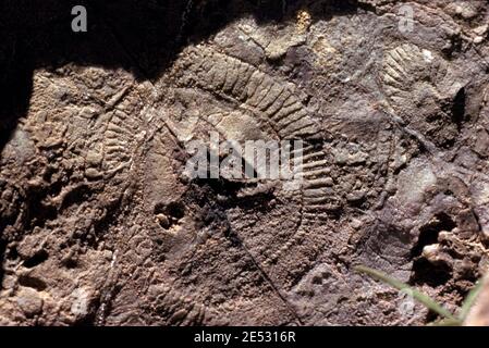 FOSSILIEN (ARCHAEOCYATHIDS, KAMBRIUM, 500 MILLIONEN JAHRE AG0, AUSGESTORBENE SCHWÄMMERGRUPPE) BRACHINA SCHLUCHT IM FLINDERS RANGES NP, SOUTH AUSTRALIA Stockfoto