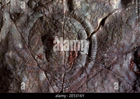 FOSSILIEN (ARCHAEOCYATHIDS, KAMBRIUM, 500 MILLIONEN JAHRE AG0, AUSGESTORBENE SCHWÄMMERGRUPPE) BRACHINA SCHLUCHT IM FLINDERS RANGES NP, SOUTH AUSTRALIA Stockfoto