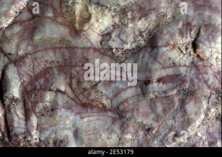 FOSSILIEN (ARCHAEOCYATHIDS, KAMBRIUM, 500 MILLIONEN JAHRE AG0, AUSGESTORBENE SCHWÄMMERGRUPPE) BRACHINA SCHLUCHT IM FLINDERS RANGES NP, SOUTH AUSTRALIA. Stockfoto