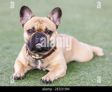 Fawn Französisch Bulldog Welpen liegend mit offenem Mund und Mit Neugier suchen Stockfoto