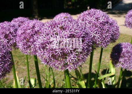 NAHE AUFNAHME VON RIESIGEN ZIERLÜMMELBLÜTEN (ALLIUM) EINE ASIATISCHE ZIEGERLÜMMELART, DIE IN MITTEL- UND SÜDWESTASIEN HEIMISCH IST. Stockfoto