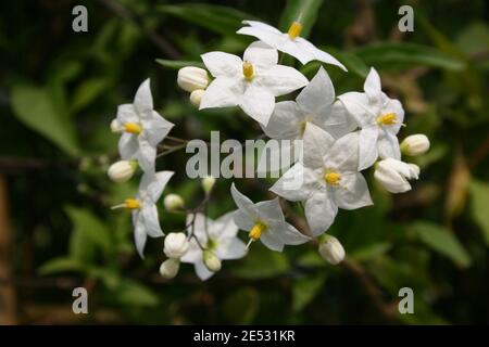 NAHAUFNAHME DER WEISSEN BLÜTEN VON SOLANUM JASMINOIDES, DIE ALLGEMEIN ALS KARTOFFELREBE BEKANNT SIND. Stockfoto