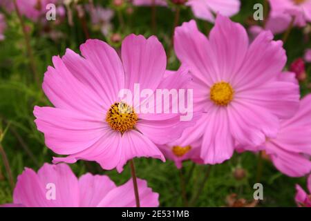 NAHAUFNAHME DER ROSA COSMOS BIPINNATUS BLUMEN (MEXIKANISCHE ASTERN DES GARTENS COSMOS) AUSTRALIEN. Stockfoto