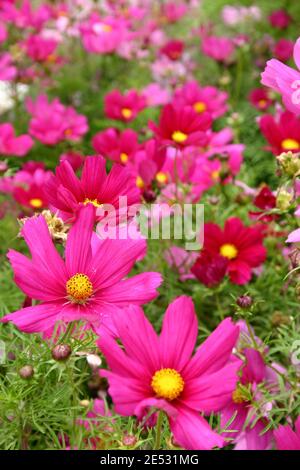 ROSA KOSMOS BLUMEN WACHSEN Stockfoto