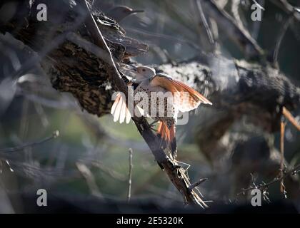 Northern Flicker (Colaptes auratus) liegt auf einem Strauch im Franklin Canyon, Los Angeles, CA. Stockfoto