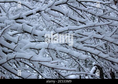 Schwerer Schnee beschattet die Zweige eines Baumes Stockfoto