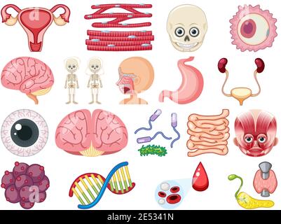 Satz von menschlichen inneren Organen isoliert auf weißem Hintergrund Illustration Stock Vektor