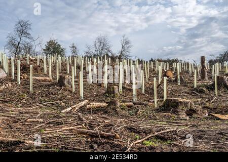 Gehackte Woodland neue Plantage Deutschland mit neuen Säling Laubbäume mit Kunststoffrohren geschützt wieder gepflanzt. Stockfoto