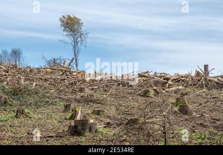 Gehackte Woodland neue Plantage Deutschland mit neuen Säling Laubbäume mit Kunststoffrohren geschützt wieder gepflanzt. Stockfoto