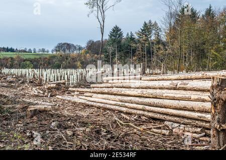 Gehackte Woodland neue Plantage Deutschland mit neuen Säling Laubbäume mit Kunststoffrohren geschützt wieder gepflanzt. Stockfoto