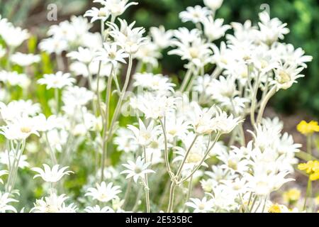 Zarte exotische Flanellblume, Wildblume der australischen Ureinwohner, in einem australischen Garten Stockfoto