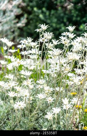 Zarte exotische Flanellblume, Wildblume der australischen Ureinwohner, in einem australischen Garten Stockfoto