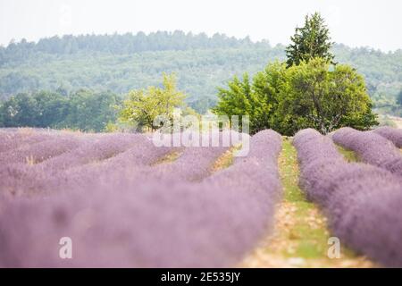 Reihen in einem Lavendelfeld in der Provence Stockfoto