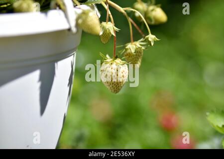 Speichern Download Vorschau Töpfe mit Erdbeerpflanzen im Garten an sonnigen Tagen. Vintage botanischen Hintergrund mit Pflanzen, Home Hobby Stockfoto