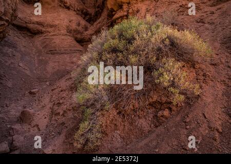 Im Kodachrome Basin State Park in Utah, USA, glühen auf dem Sentinel Loop Trail im Schatten spendende Wüstenpflanzen. Stockfoto