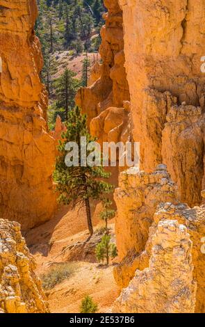 Ein Baum an den karmesinroten Klippen und Hängen im Bryce Canyon National Park, Utah, USA. Stockfoto