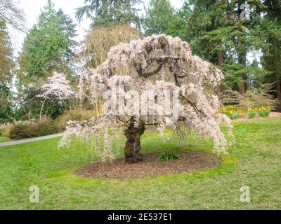 Japanische Kirsche (Prunus serrulata 'Horinji') ist eine Kirschart, die in China, Japan, Korea und Indien beheimatet ist Stockfoto