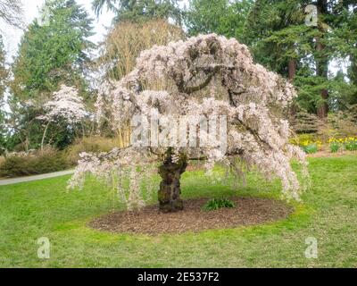 Japanische Kirsche (Prunus serrulata 'Horinji') ist eine Kirschart, die in China, Japan, Korea und Indien beheimatet ist Stockfoto