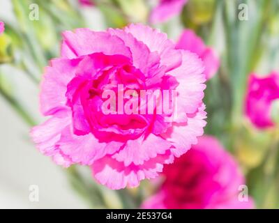 Nelke (Dianthus caryophyllus) ist eine Art von Dianthus. Dianthus caryophyllus ist eine krautige Staudenpflanze, die bis zu 80 cm (31 1⁄2 in) hoch wird Stockfoto