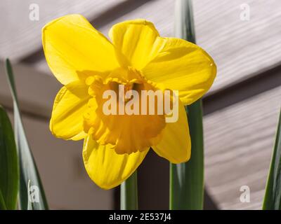 Lent Lily (Narcissus pseudonarcissus) ist eine mehrjährige blühende Pflanze, die häufig in Gärten angebaut wird. Stockfoto