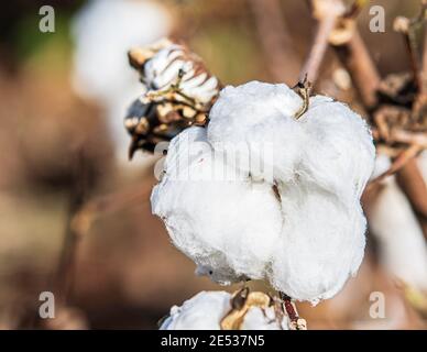 Nahaufnahme einer einzigen Baumwolle boll entlüoliert und bereit für die Ernte. Stockfoto