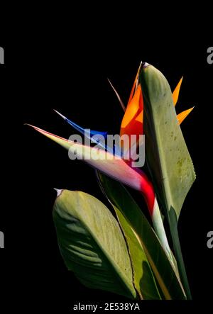 Hell gefärbte Paradiesvogel Blume Nahaufnahme Schatten isoliert auf Schwarzer Hintergrund Stockfoto