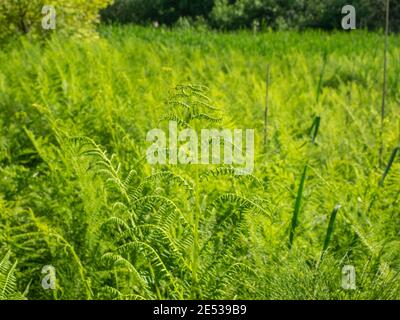 Der Gemeine Weidenfarn (Athyrium filix-femina) ist eine große, gefiederte Farnart, die in den meisten Teilen der gemäßigten nördlichen Hemisphäre, wo sie sich befindet, beheimatet ist Stockfoto